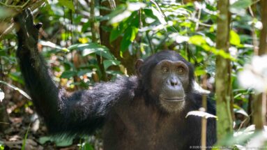 Seated eastern chimpanzee in forest vegetation with one long arm raised overhead beside leafy stems.