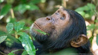 Eastern chimpanzee low among broad leaves, head tilted upward with ear and pale chin visible.