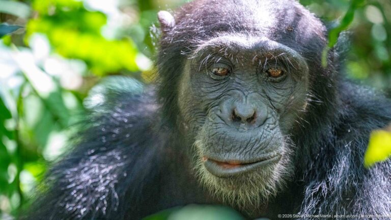Front-facing eastern chimpanzee with wrinkled dark face, brown eyes, and black fur framed by foliage.