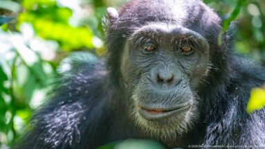 Front-facing eastern chimpanzee with wrinkled dark face, brown eyes, and black fur framed by foliage.