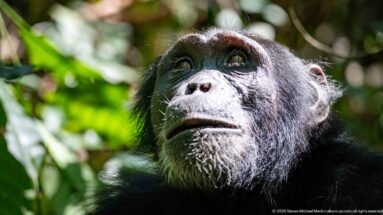 Eastern chimpanzee looking upward, with sunlight across its face and pale chin hairs against green forest.