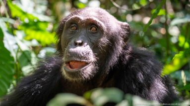 Eastern chimpanzee facing forward with open mouth, sunlit face, and dark fur against green forest.