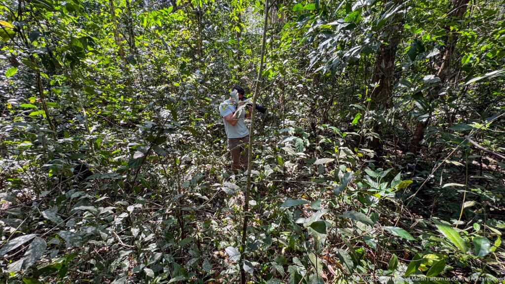Person standing among dense tropical understory, looking upward through vines, saplings, and broad leaves.