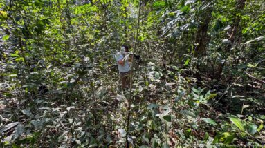 Person standing among dense tropical understory, looking upward through vines, saplings, and broad leaves.