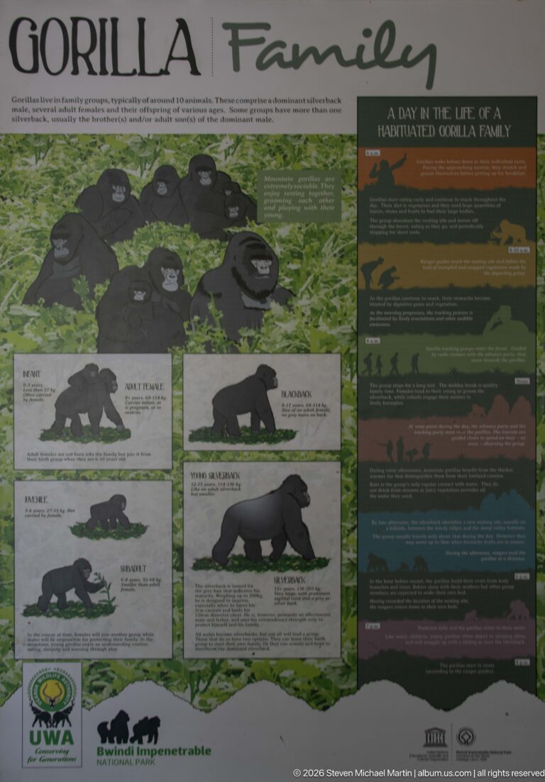 Bwindi Family panel with a gorilla group portrait, individual gorilla profiles and a daily-activity timeline.