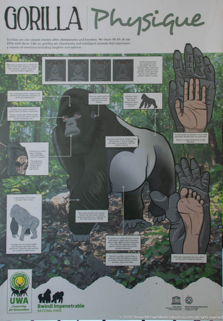 Bwindi Physique panel with a large gorilla illustration, anatomical labels and enlarged drawings of gorilla hands and feet.