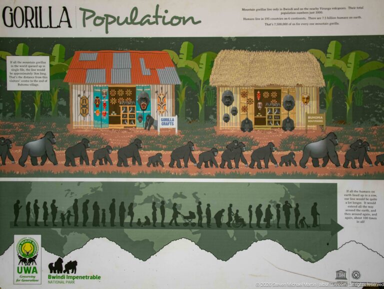 Interpretive panel titled Population with illustrated houses, people, gorillas and a mountain silhouette at Bwindi.