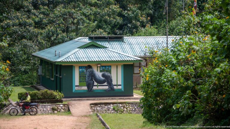 Small green-and-cream park building in dense vegetation with a large mountain gorilla mural painted on its front wall.