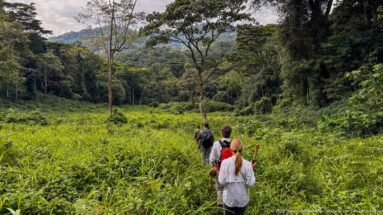 Small trekking group walking single-file through tall vegetation toward dense forest and steep green hills.