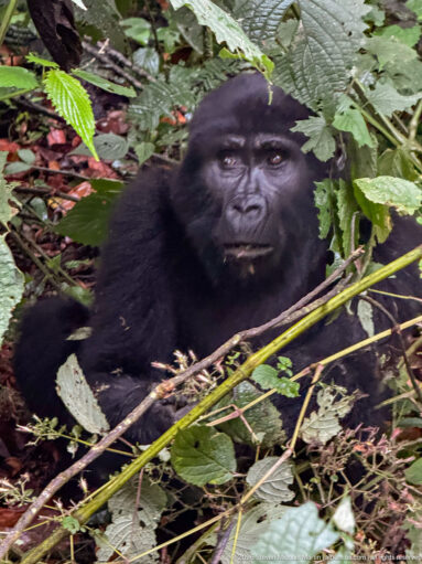 Adult mountain gorilla facing forward from within dense broad leaves, vines, and crossing forest stems.