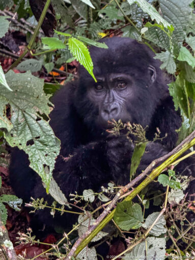 Seated mountain gorilla holding vegetation near its mouth behind broad leaves and crossing stems.
