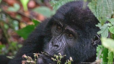 Close facial portrait of an adult mountain gorilla peering through leaves and a flowering stem in dense forest.