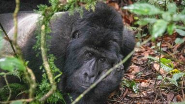 Adult silverback mountain gorilla moving through dense understory, partly screened by mossy stems and leaves.