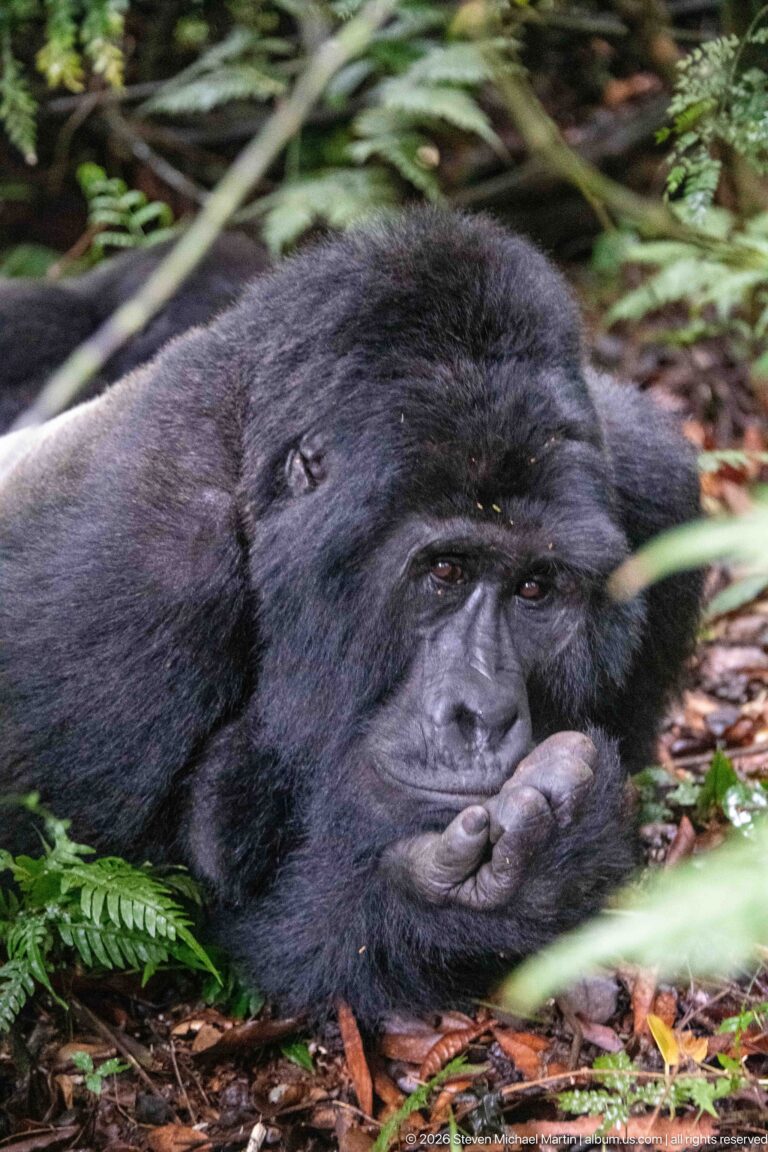 Reclining mountain gorilla resting its face on a folded hand among leaf litter, ferns, and foreground leaves.