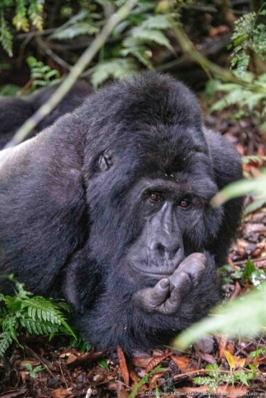 Reclining mountain gorilla resting its face on a folded hand among leaf litter, ferns, and foreground leaves.