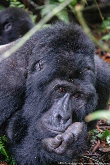 Close portrait of a resting mountain gorilla with its head supported by a curled hand beneath the chin.