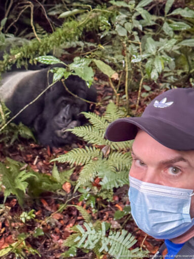 Masked visitor in the foreground with a resting mountain gorilla visible behind among ferns and forest litter.