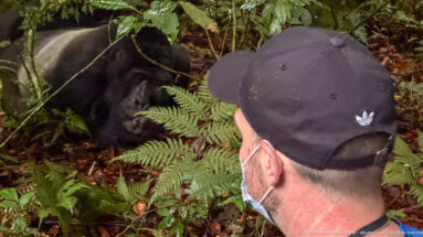Resting mountain gorilla seen over the shoulder of a masked visitor amid dense ferns and broad leaves.