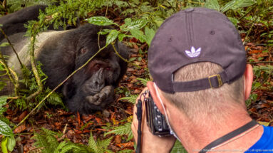 Photographer kneeling with camera toward a resting silverback mountain gorilla among ferns and mossy stems.