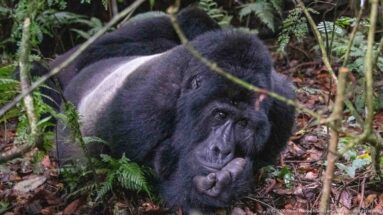 Resting silverback mountain gorilla framed by vines and ferns, with one hand supporting his head and silver back visible.