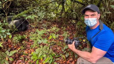 Masked visitor crouching with a camera while a mountain gorilla rests behind him in dense forest vegetation.