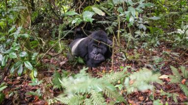 Silverback mountain gorilla resting in a small opening amid dense ferns, stems, and broad forest leaves.