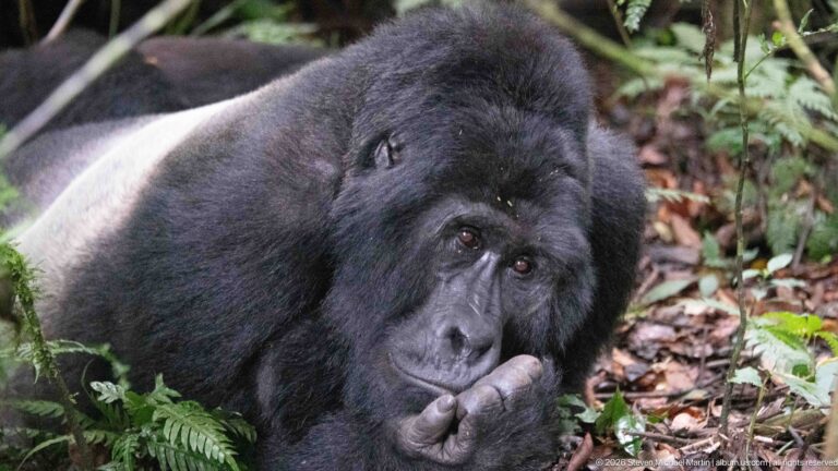 Close portrait of a resting silverback mountain gorilla with chin against a curled hand and silver saddle visible.
