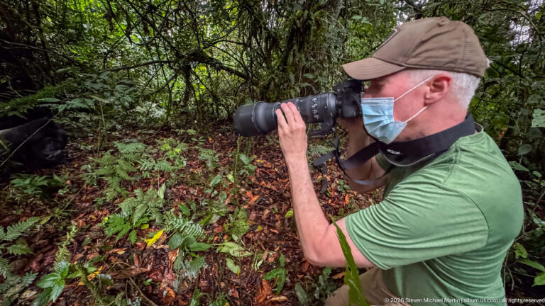 Masked visitor aiming a telephoto camera toward a nearby mountain gorilla resting among ferns and wet leaf litter.