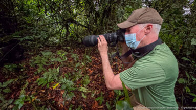 Masked visitor kneeling in dense Bwindi forest and aiming a telephoto camera toward gorillas outside the frame.