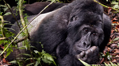 Adult silverback mountain gorilla resting among ferns with his head supported by a curled hand.