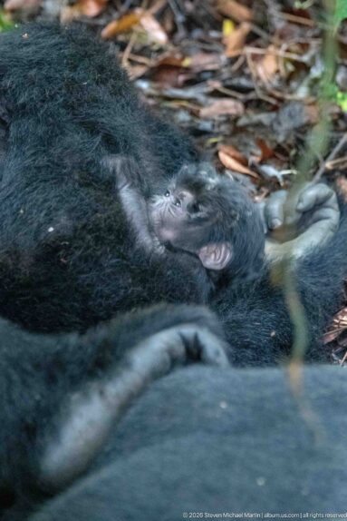 Partially obscured mountain gorillas resting together, with a face visible behind a large gray-backed body in the foreground.