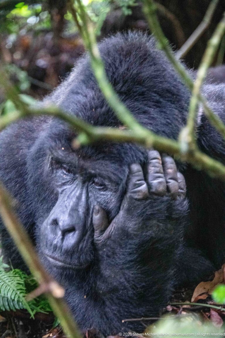 Resting mountain gorilla partly screened by branches, with one broad hand covering its face.
