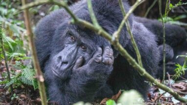 Close view of a mountain gorilla resting its cheek in one hand while looking through slender forest stems.