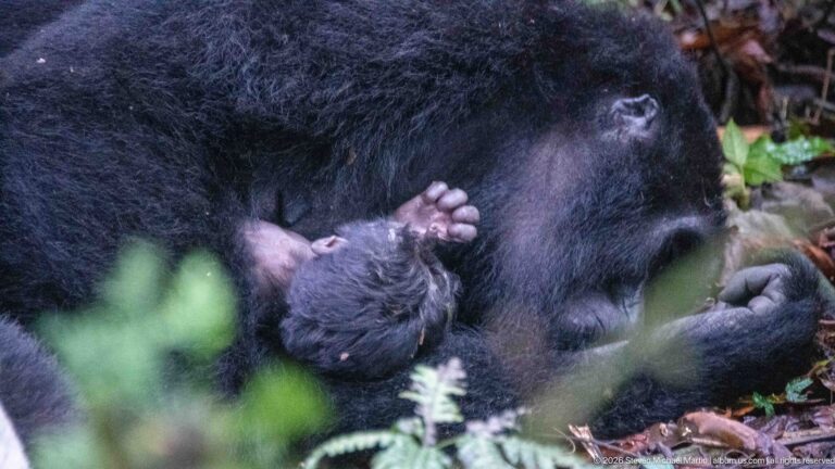 Tiny mountain gorilla infant nestled against an adult’s chest, with one hand raised beside its face.