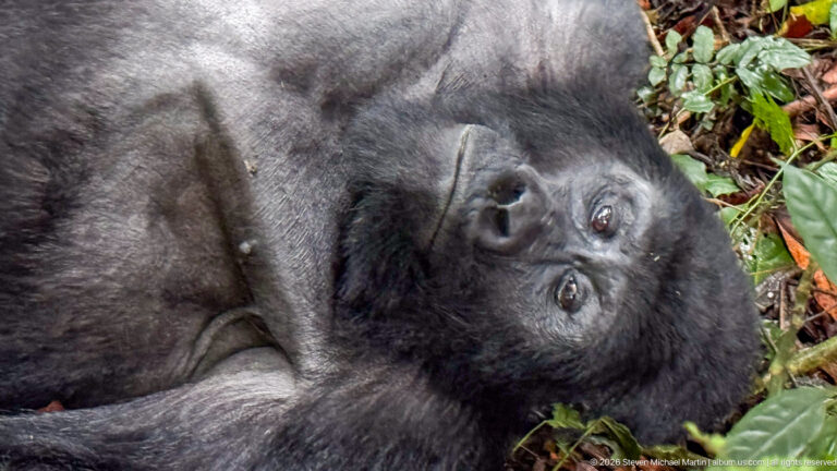 Close portrait of a reclining mountain gorilla looking toward the camera with its head turned sideways.