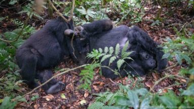 Small mountain gorilla infant climbing over resting adults amid ferns, vines, and leaf litter.