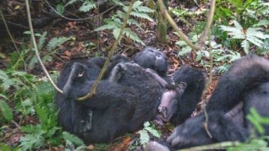 Cluster of mountain gorillas resting in dense understory with a small infant visible between larger animals.