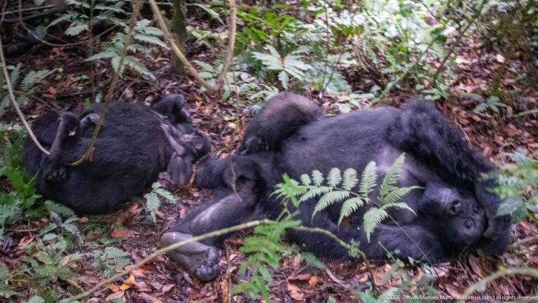 Mountain gorilla family group resting on the forest floor, with an infant among adults beneath vines and ferns.