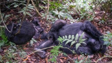 Mountain gorilla family group resting on the forest floor, with an infant among adults beneath vines and ferns.