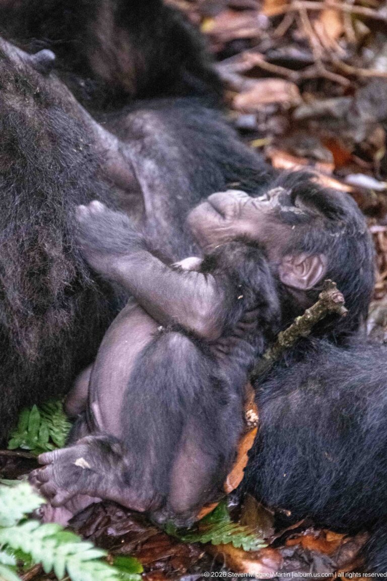 Very young mountain gorilla lying across an adult’s dark fur with one arm extended above its face.