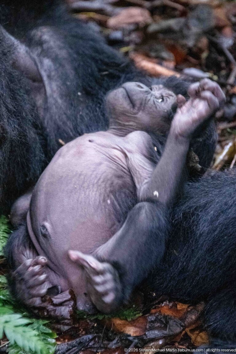 Mountain gorilla infant lying belly-up among adults, with pale abdomen, small hands, and bent legs visible.
