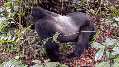 Adult silverback mountain gorilla moving on all fours through dense ferns and leaf litter with head lowered.
