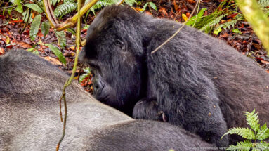 Young mountain gorilla resting its head against the gray back of an adult silverback on the forest floor.