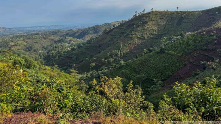Wide highland view of steep cultivated ridges, crop rows, scattered trees, and a deep valley below.
