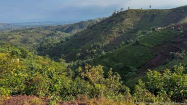 Wide highland view of steep cultivated ridges, crop rows, scattered trees, and a deep valley below.