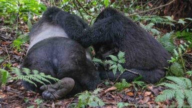 Two mountain gorillas resting side by side among ferns, with a gray saddle and upturned foot visible.
