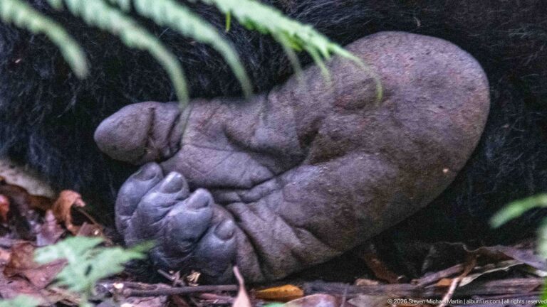 Close detail of a mountain gorilla foot showing the broad sole, thick pads, creases, and curled toes.