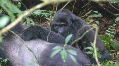 Mountain gorilla reclining behind another gorilla, its face visible through hanging stems and leaves.