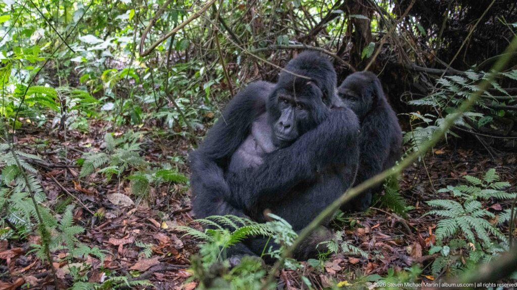 Large mountain gorilla reclining on the forest floor with a second gorilla sitting directly behind.