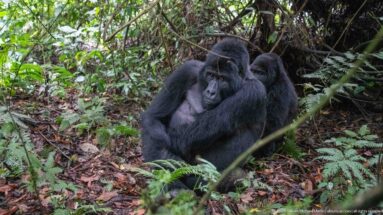 Large mountain gorilla reclining on the forest floor with a second gorilla sitting directly behind.